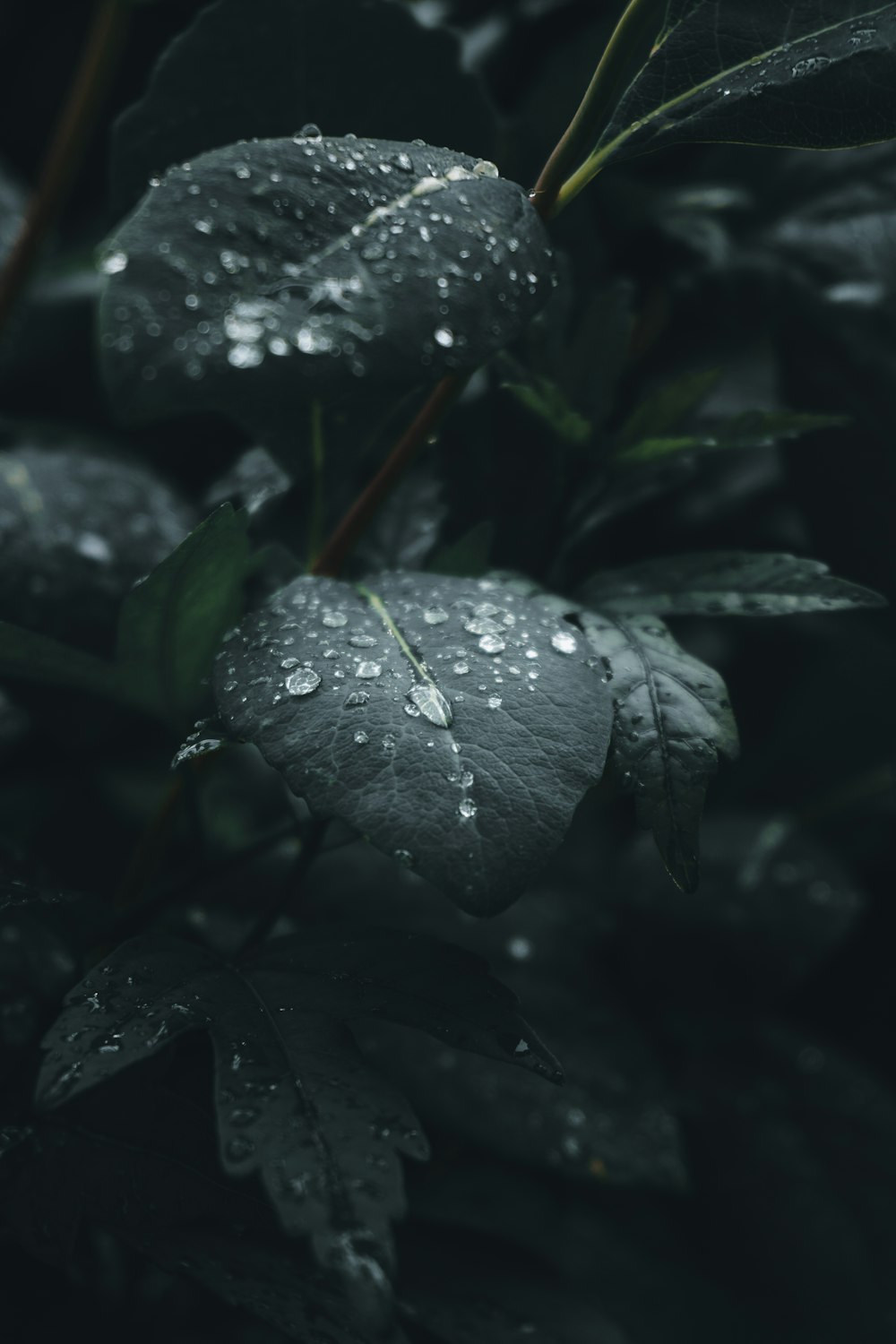 water droplets on green leaves