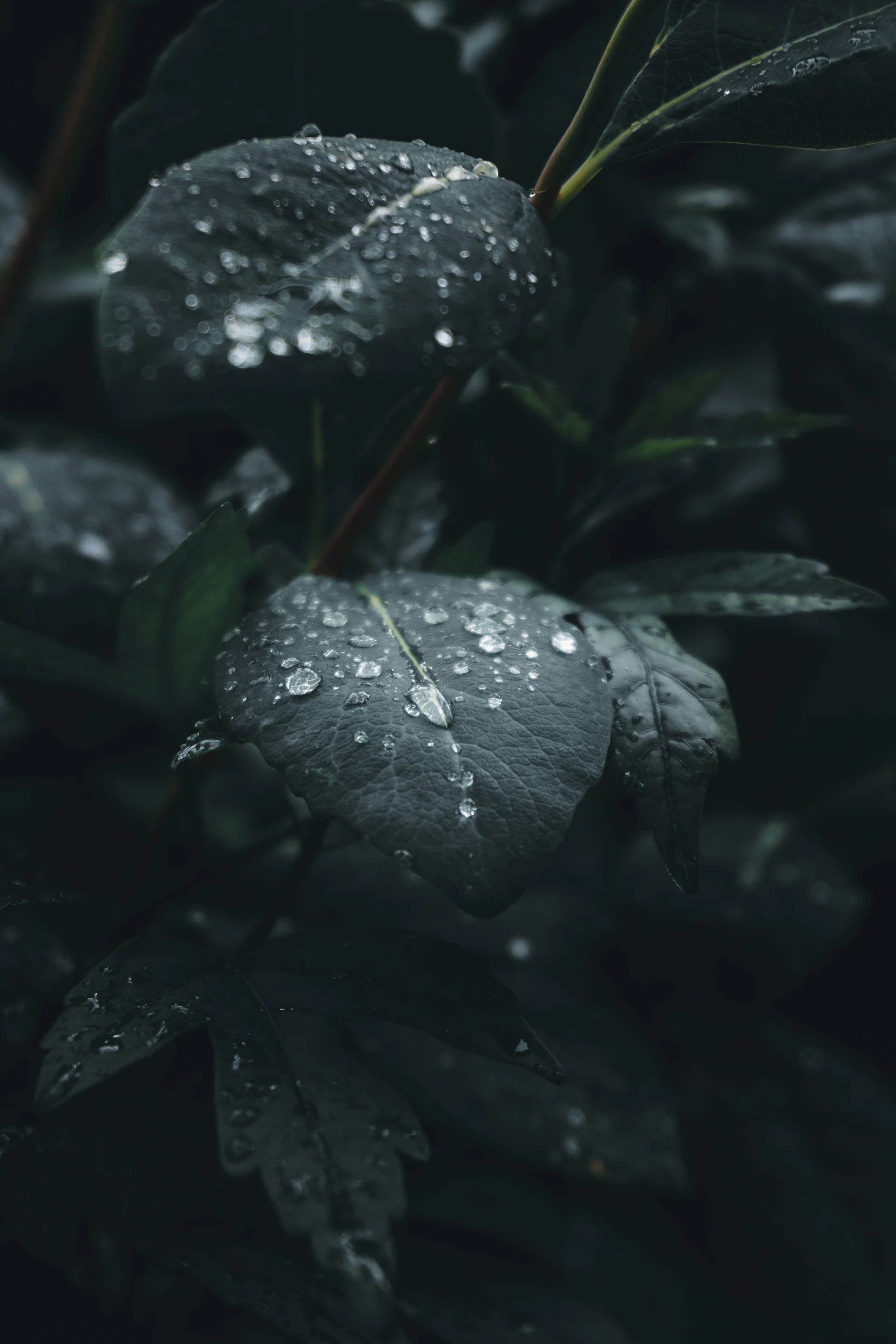 water droplets on green leaves