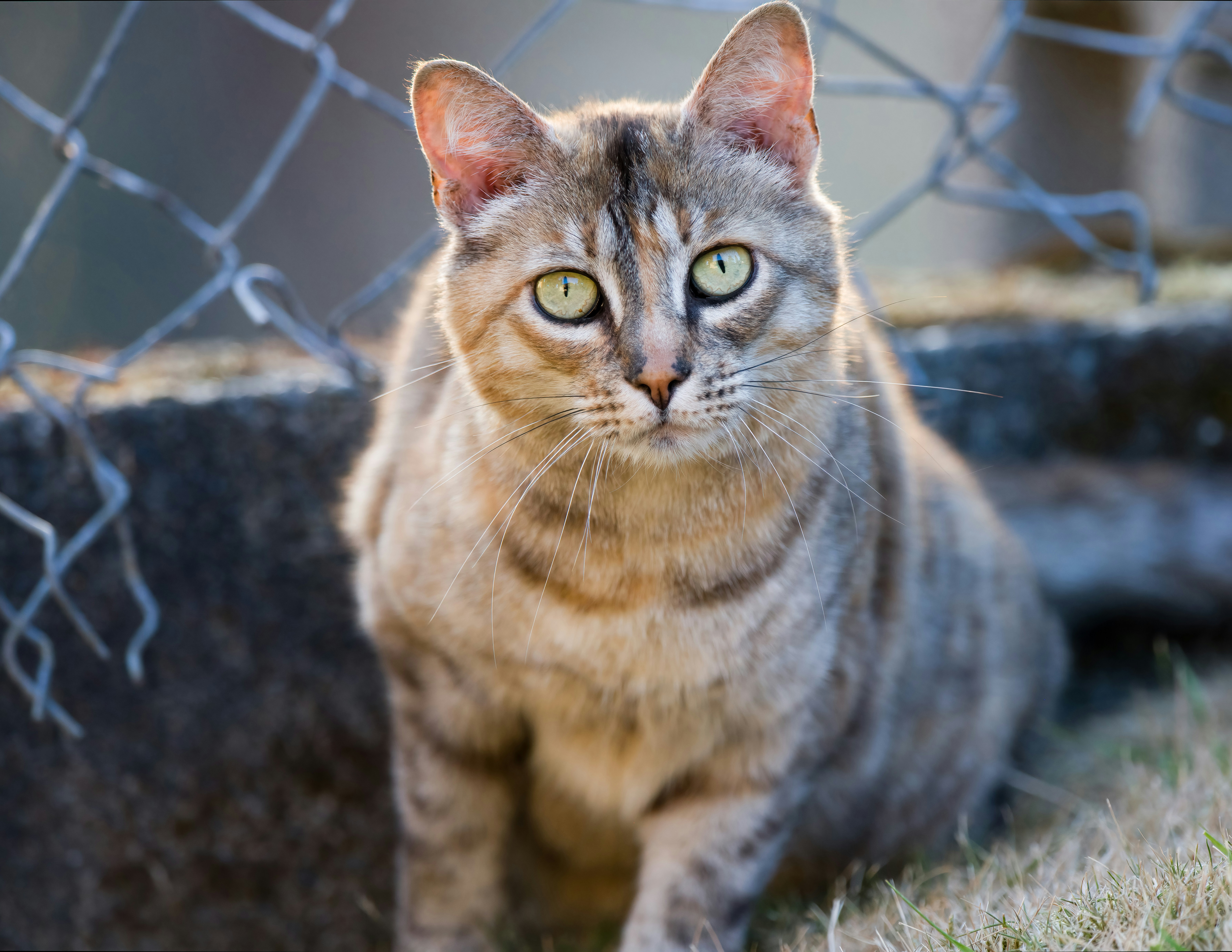 Stealth and Patience (image credits: unsplash)