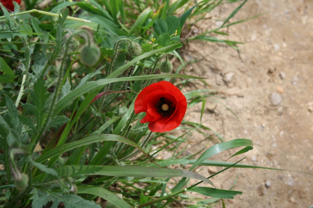 red flower with green leaves