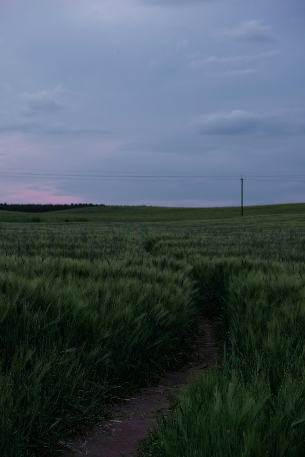 Campo de hierba verde bajo el cielo azul durante el día