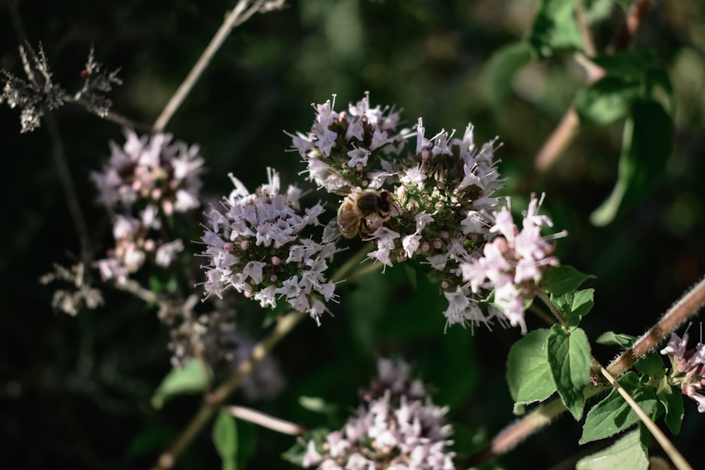 purple and white flower in tilt shift lens