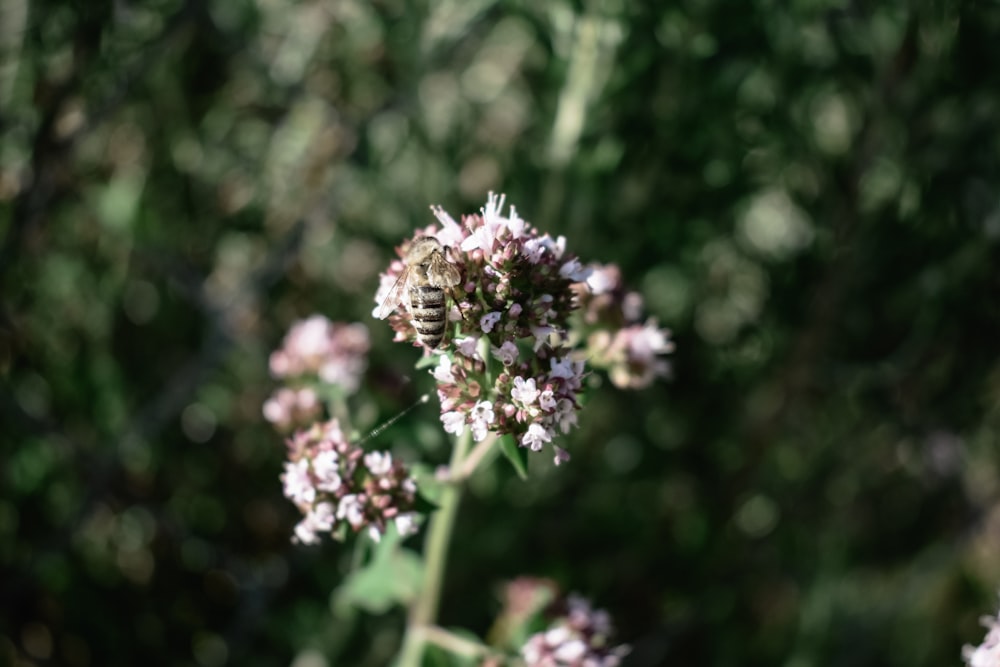 white and purple flower in tilt shift lens