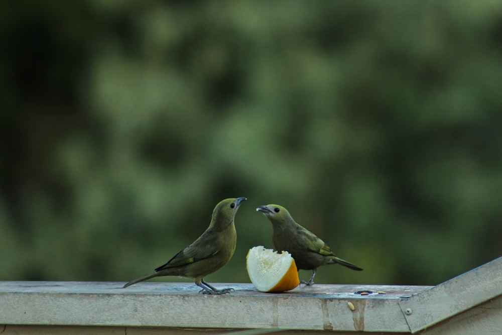 brown bird on white wooden fence during daytime