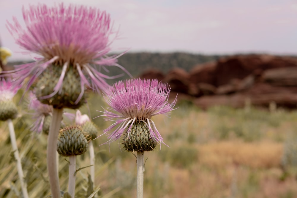 purple flower in tilt shift lens