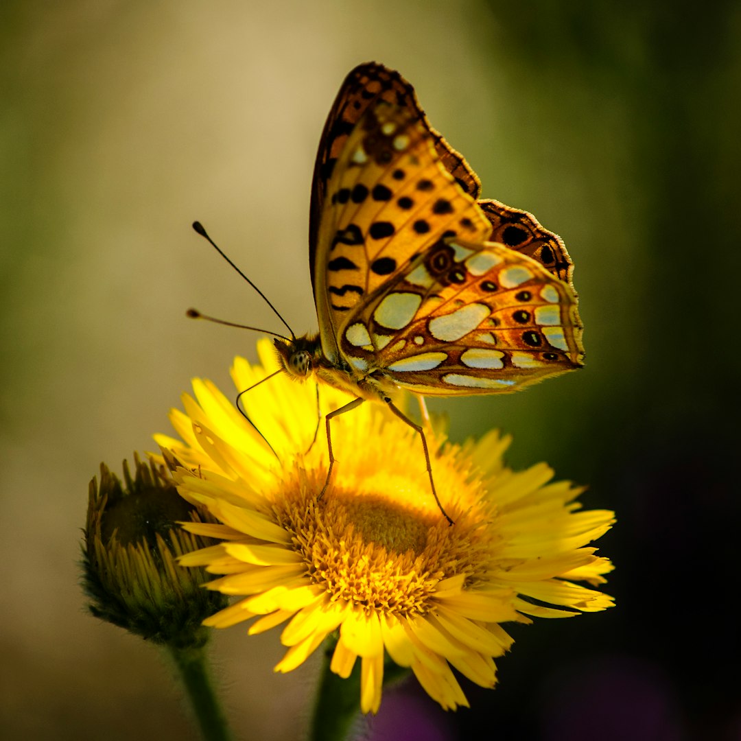 brown and black butterfly on yellow sunflower