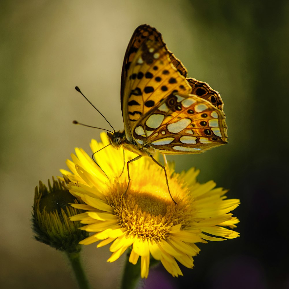 Brauner und schwarzer Schmetterling auf gelber Sonnenblume