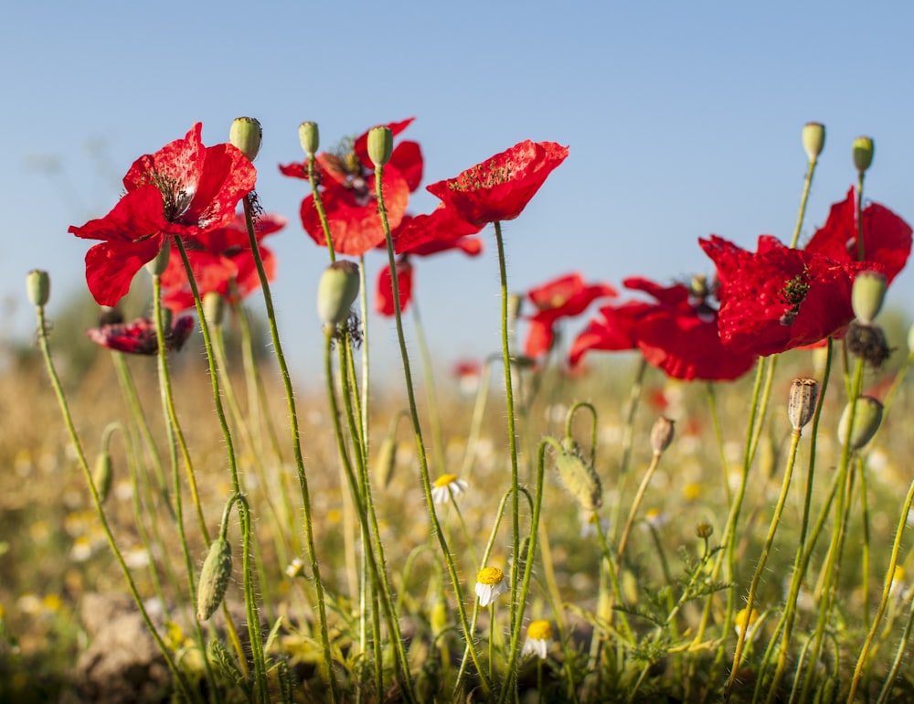 red flower in green grass field during daytime