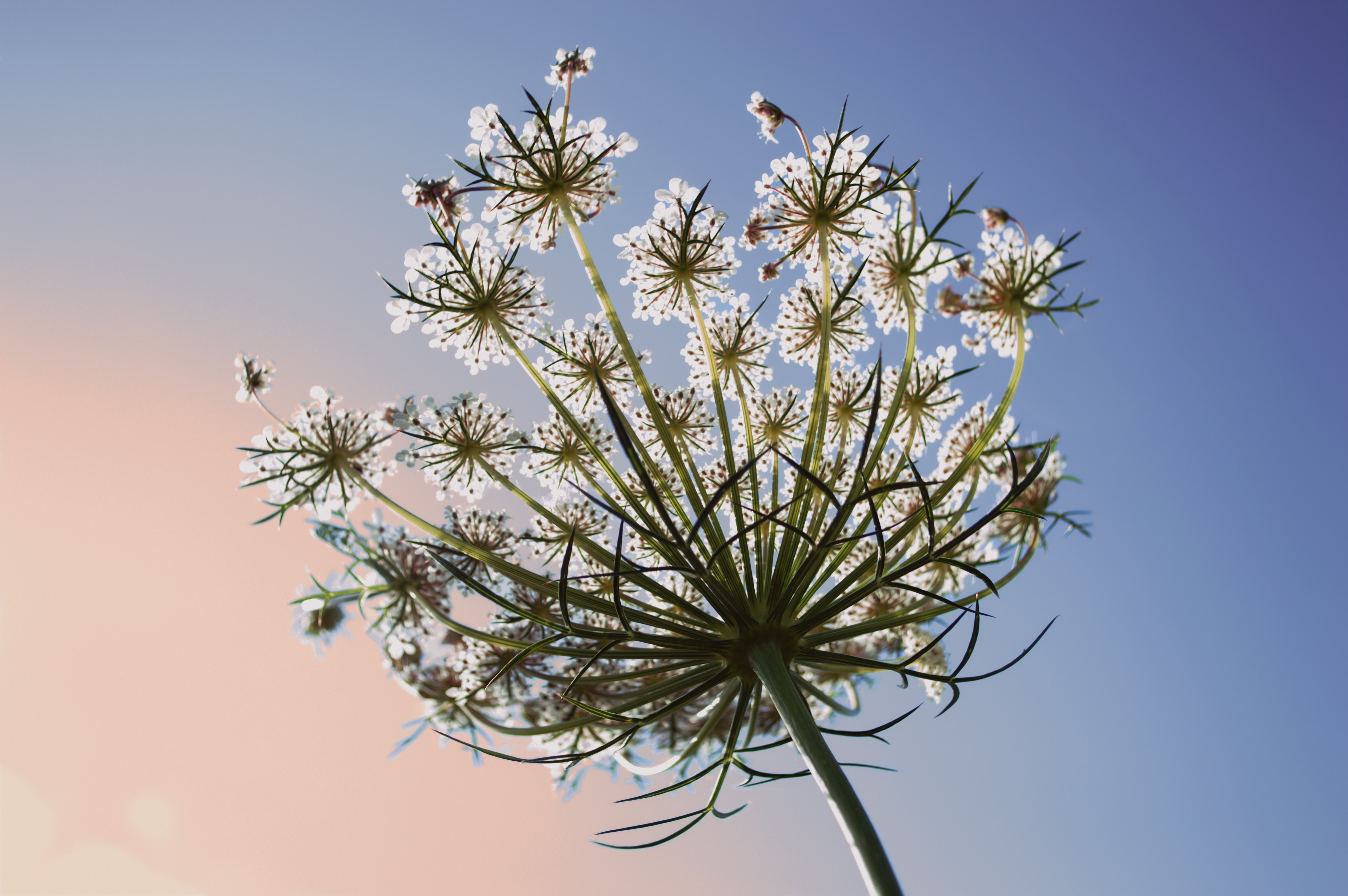 grüner und brauner Baum unter blauem Himmel tagsüber