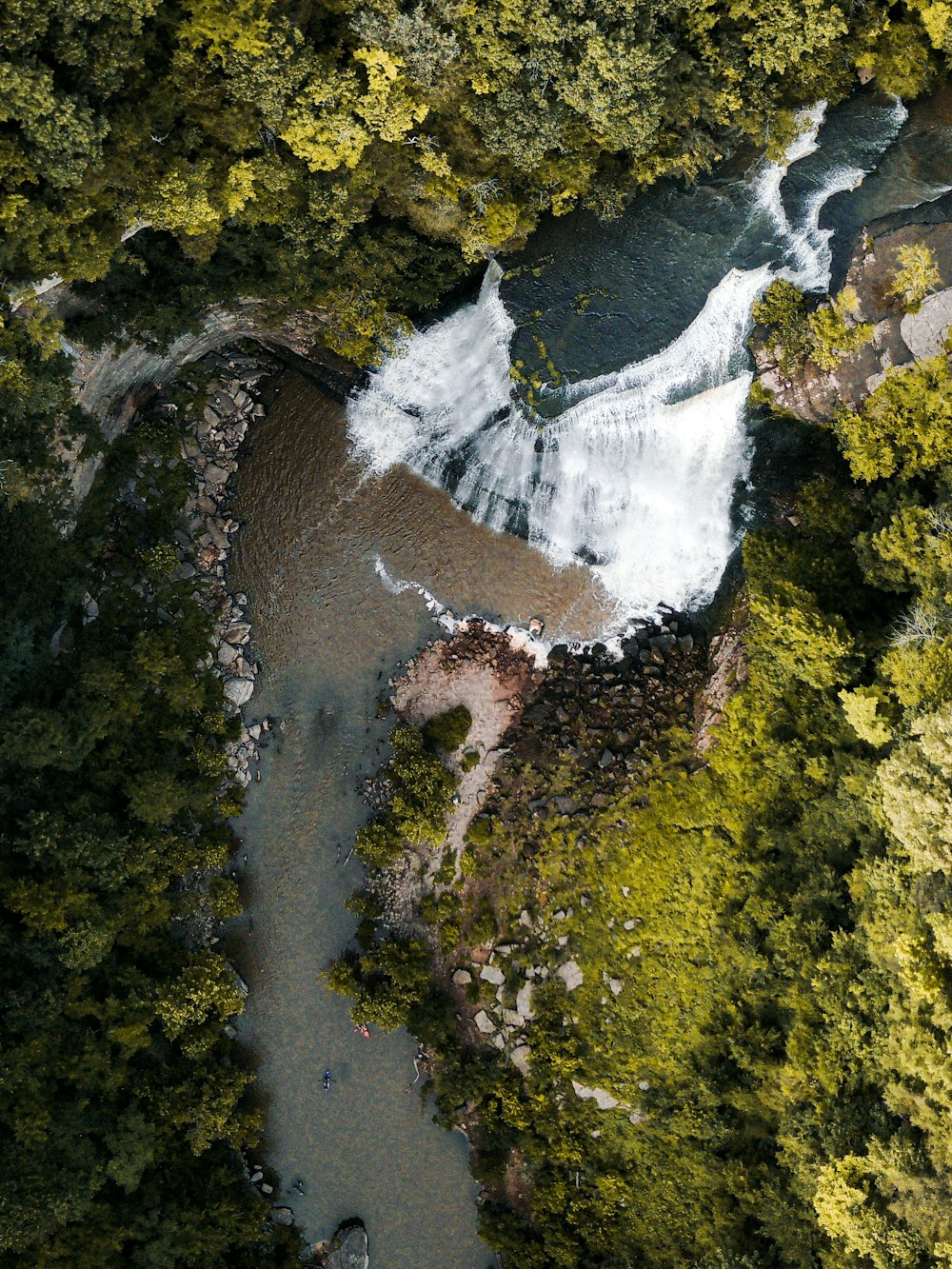 aerial view of green trees and river