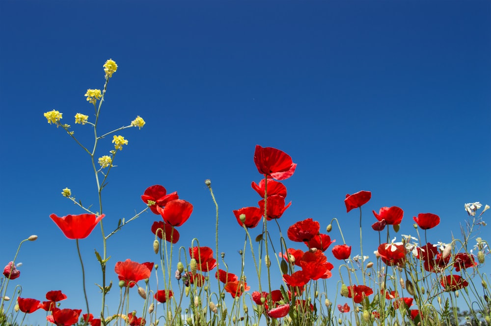 red and yellow flower field under blue sky during daytime