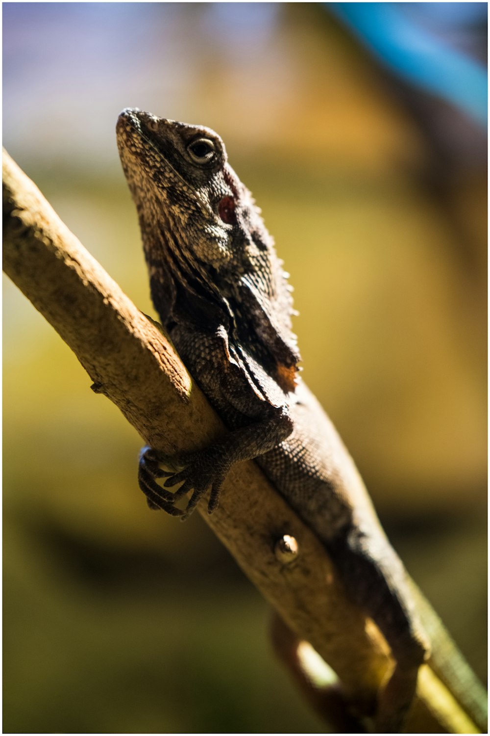 brown and black lizard on brown tree branch