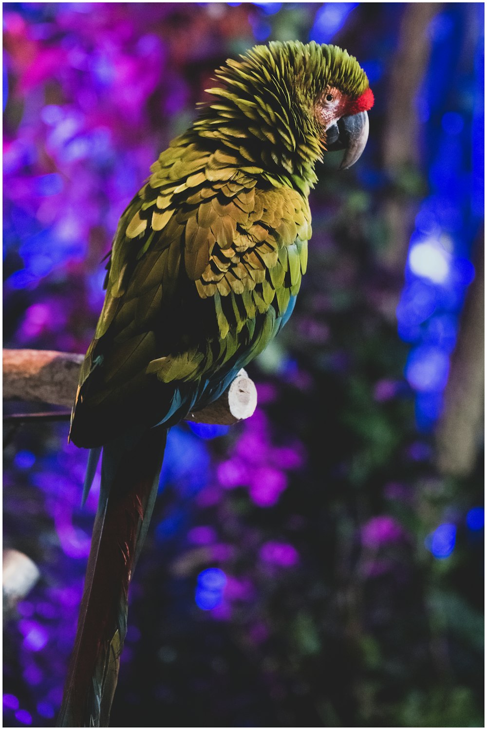 blue yellow and red parrot on brown tree branch