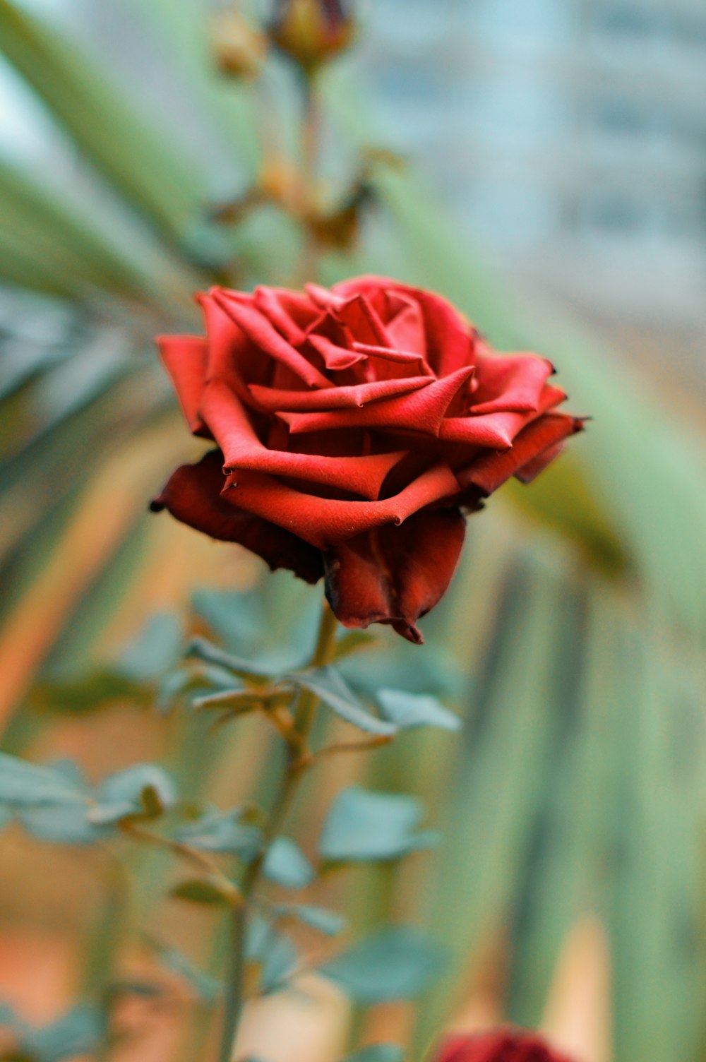 rose rouge en fleurs pendant la journée