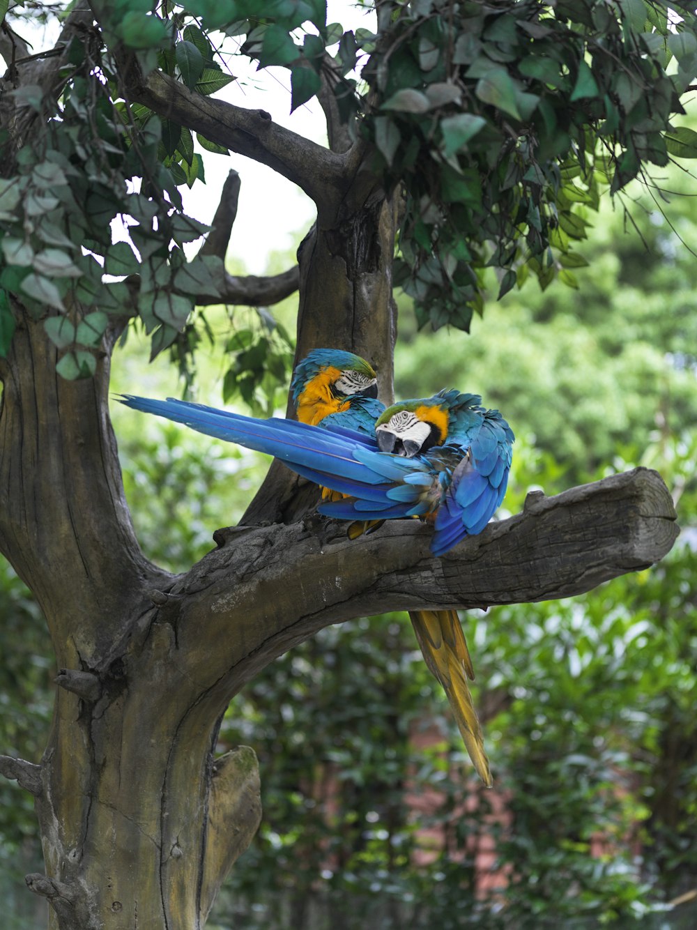 blue yellow and green parrot on brown tree branch