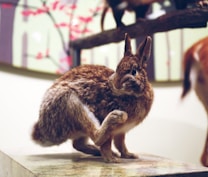 A rabbit is sitting on a flat surface indoors, scratching its side with one of its hind legs. The background is softly blurred, featuring floral and nature-themed decorations.