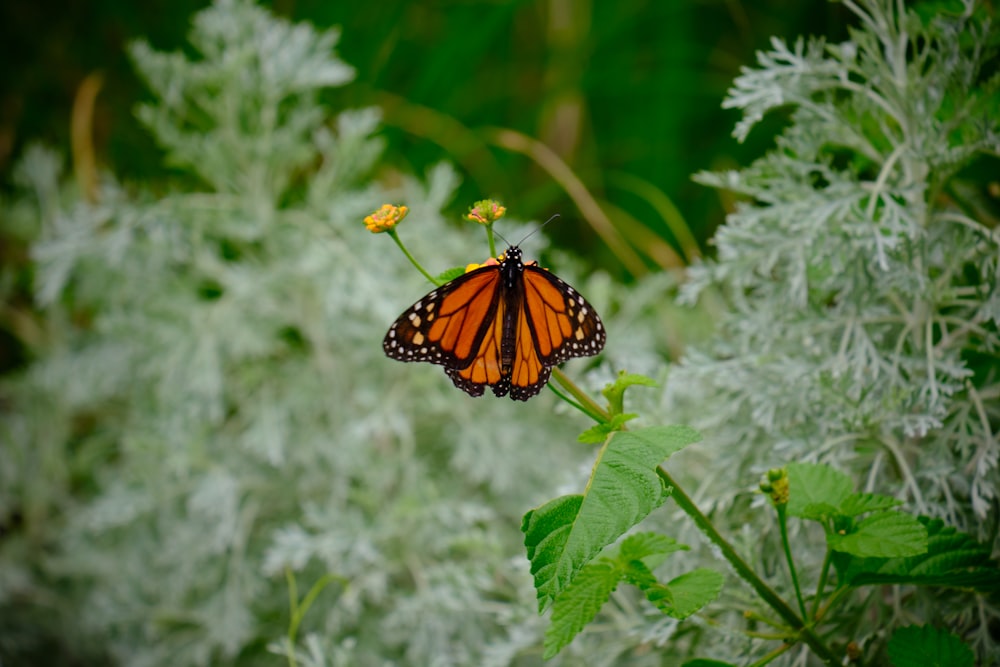 monarch butterfly perched on white plant during daytime