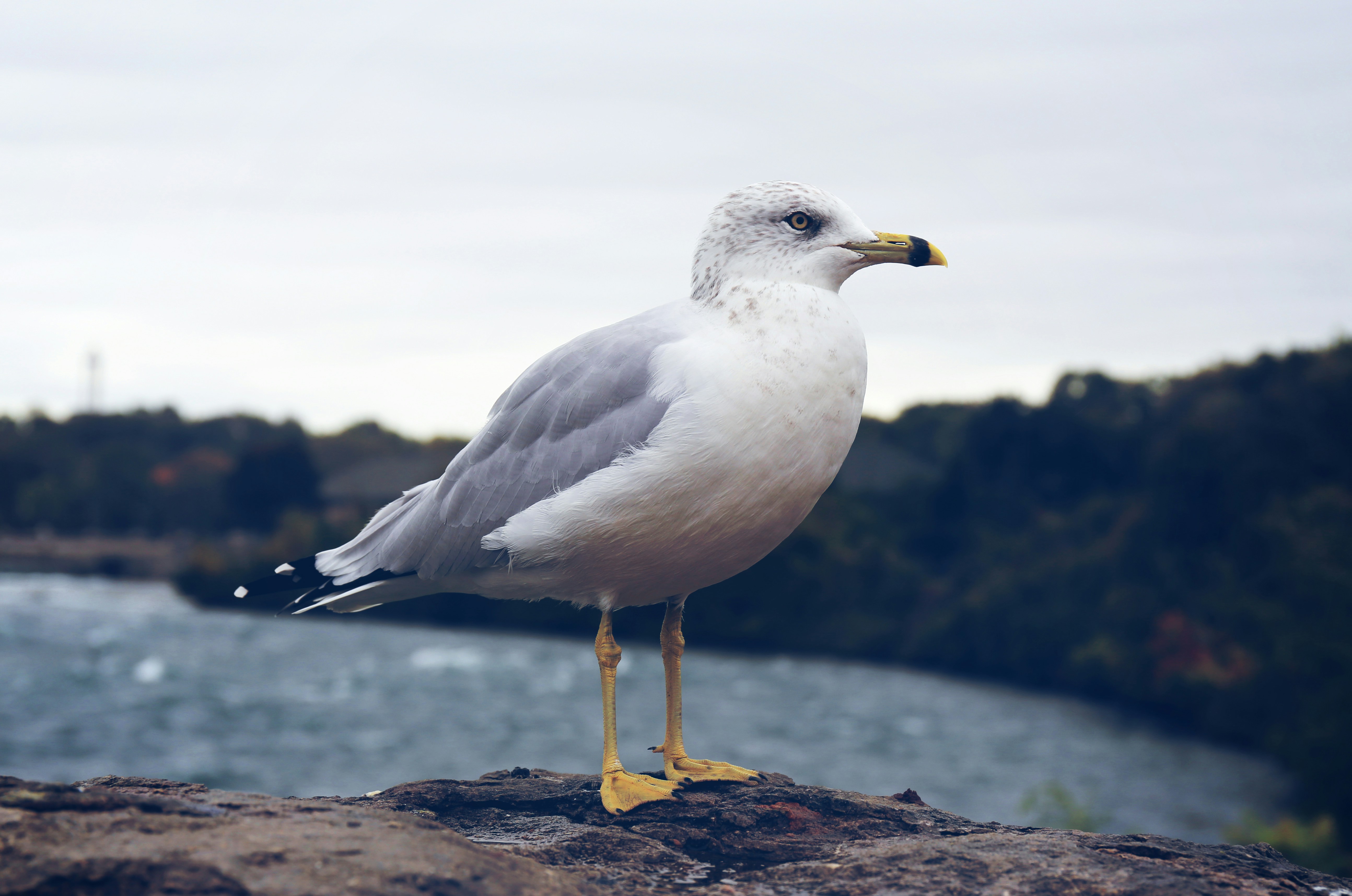 Photo by tommaomaoer