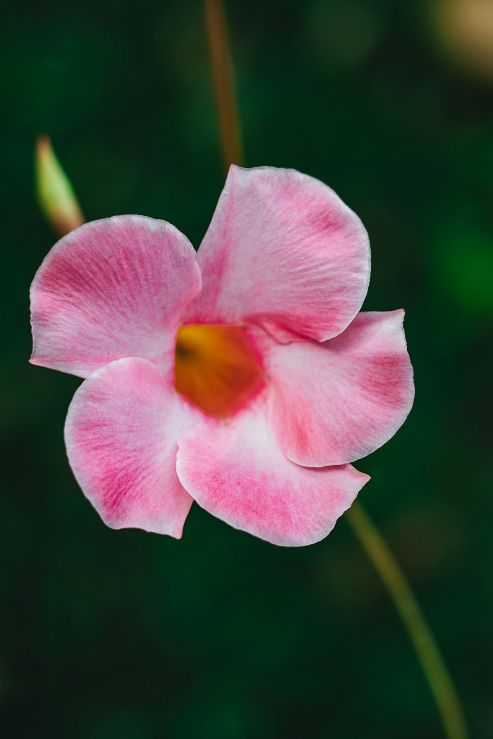 pink and yellow flower in macro shot