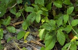 A vibrant green dragonfly rests on lush green leaves amidst a dense patch of foliage. The dragonfly's transparent wings and elongated body are distinctly visible against the varied textures and shades of the surrounding leaves. Some of the leaves show small holes, indicating signs of wear or insect activity.