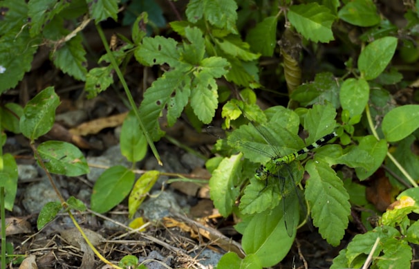 A vibrant green dragonfly rests on lush green leaves amidst a dense patch of foliage. The dragonfly's transparent wings and elongated body are distinctly visible against the varied textures and shades of the surrounding leaves. Some of the leaves show small holes, indicating signs of wear or insect activity.