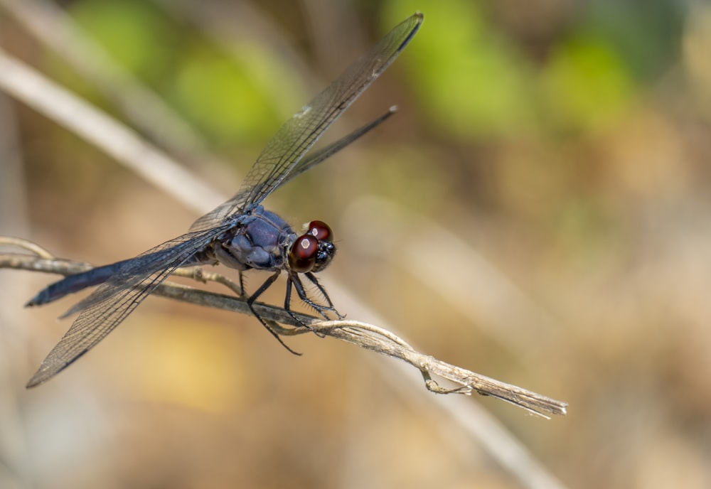 black and red dragonfly perched on brown stem in tilt shift lens photo –  Free Insect Image on Unsplash