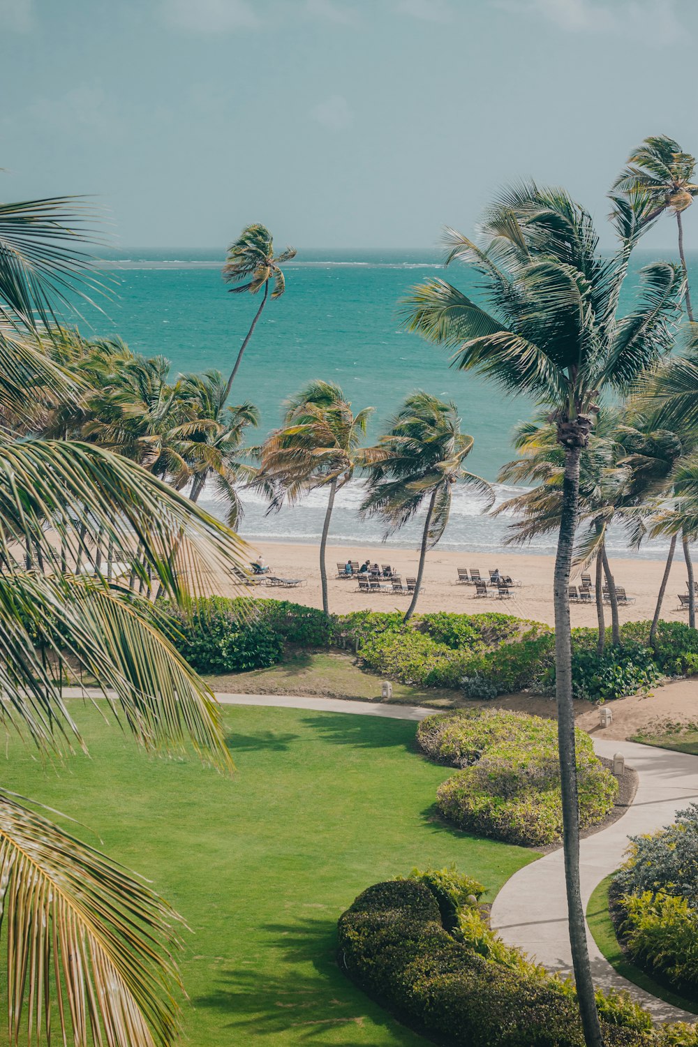 green palm trees on green grass field near body of water during daytime