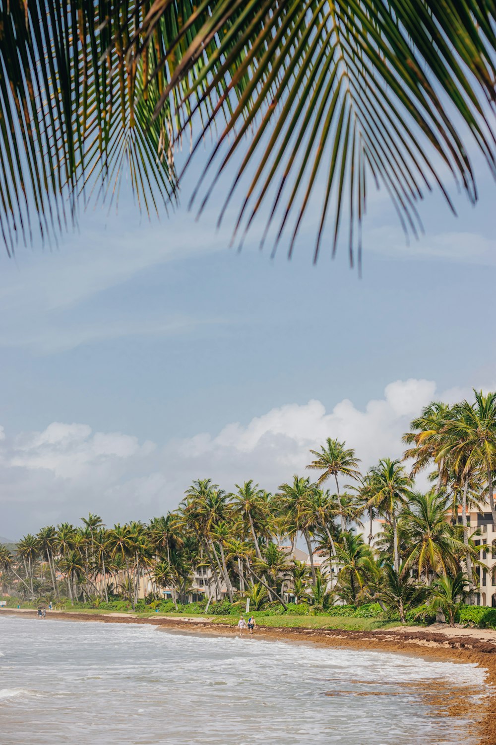 green coconut palm trees under white clouds and blue sky during daytime