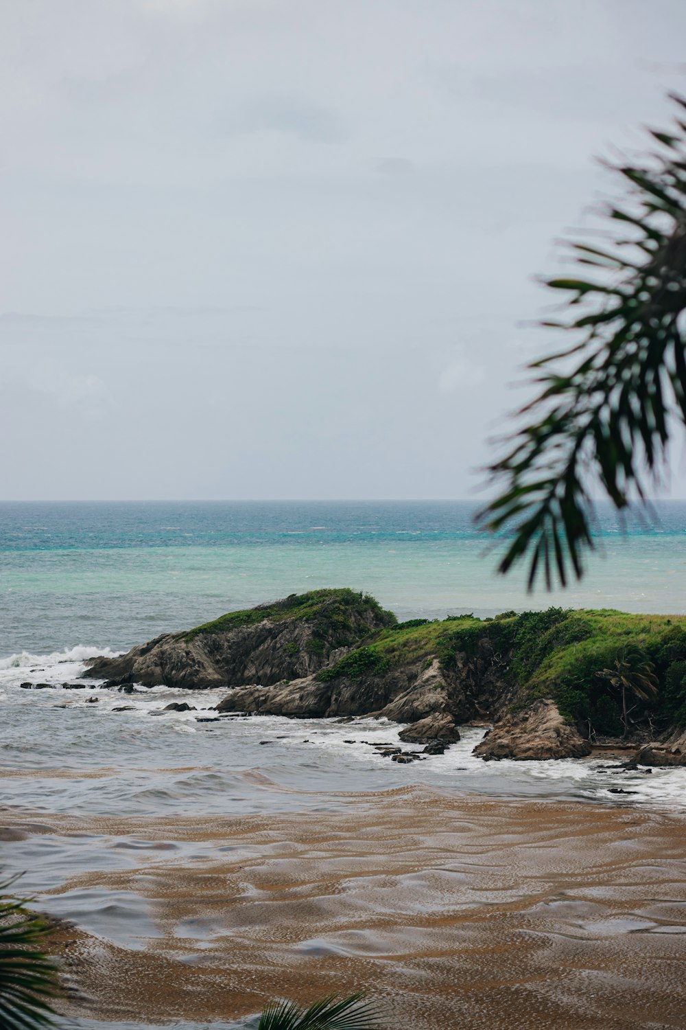 green palm tree on brown rock formation near sea during daytime