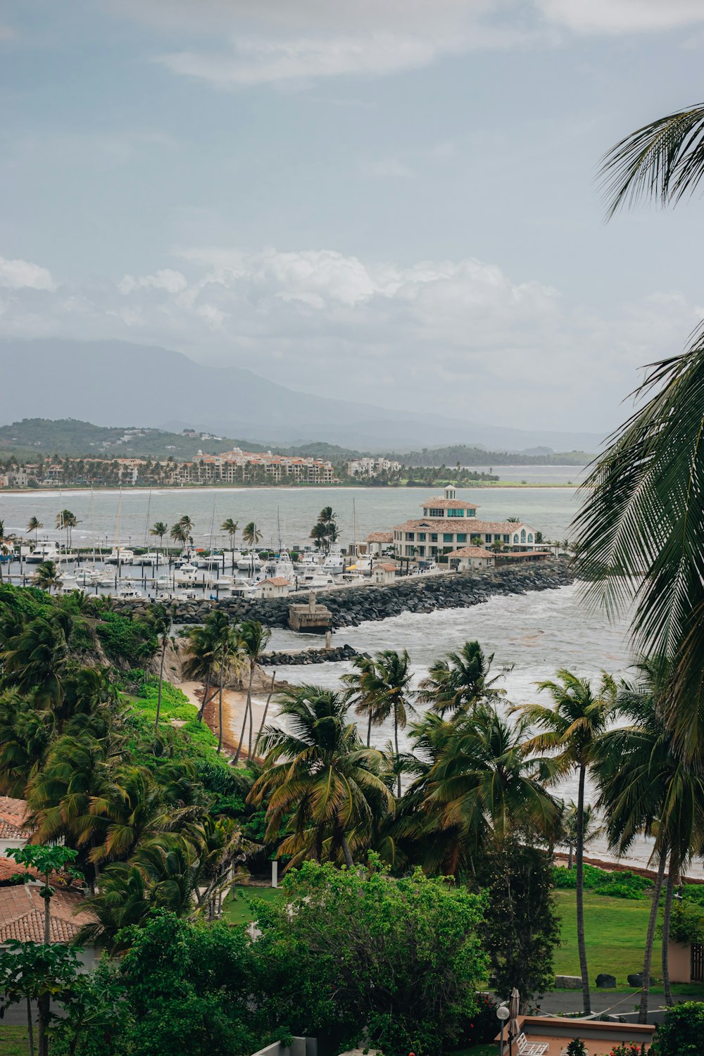 green palm trees near body of water during daytime