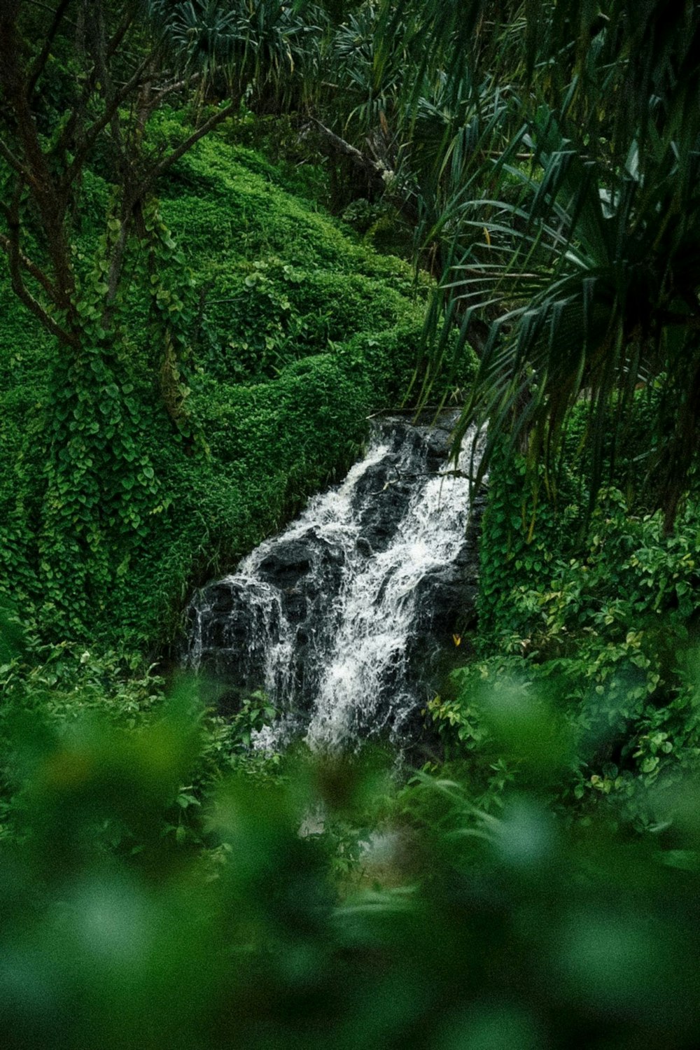 green grass and trees near waterfalls during daytime