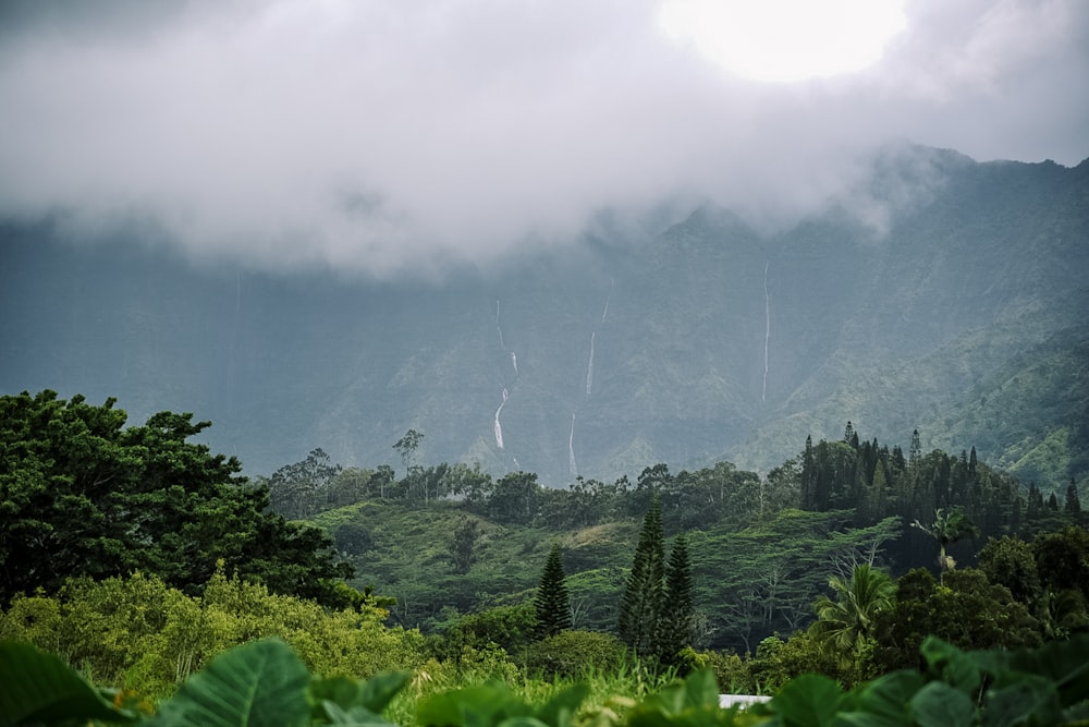 green trees on mountain during foggy day