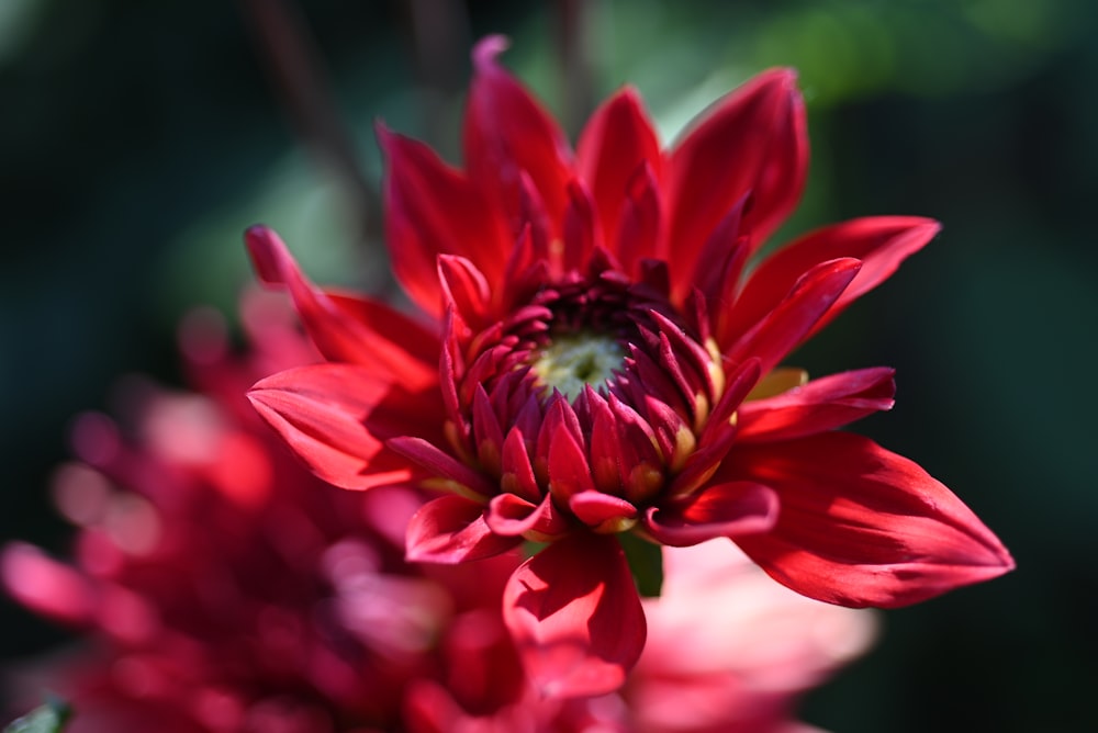 pink flower in tilt shift lens