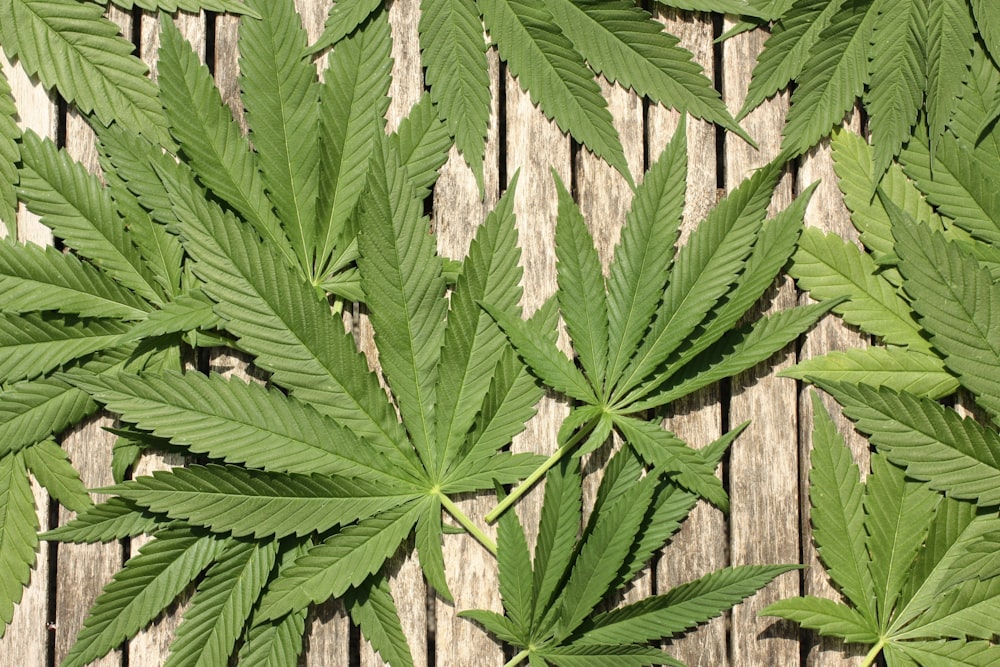 green leaf plant beside brown wooden fence