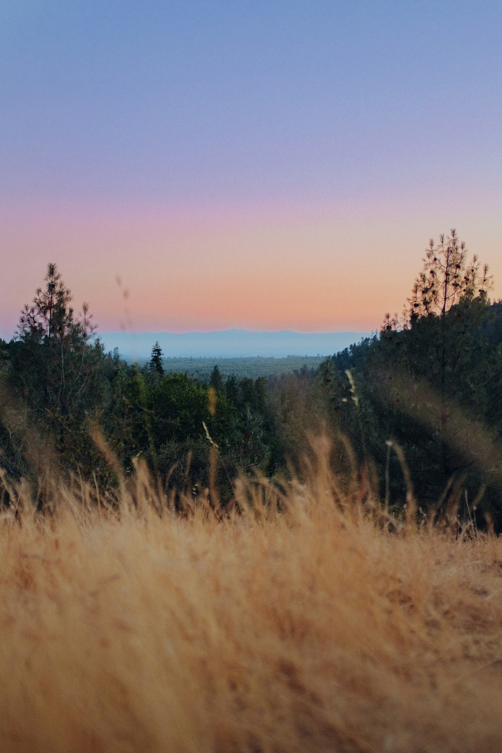 brown grass field during daytime