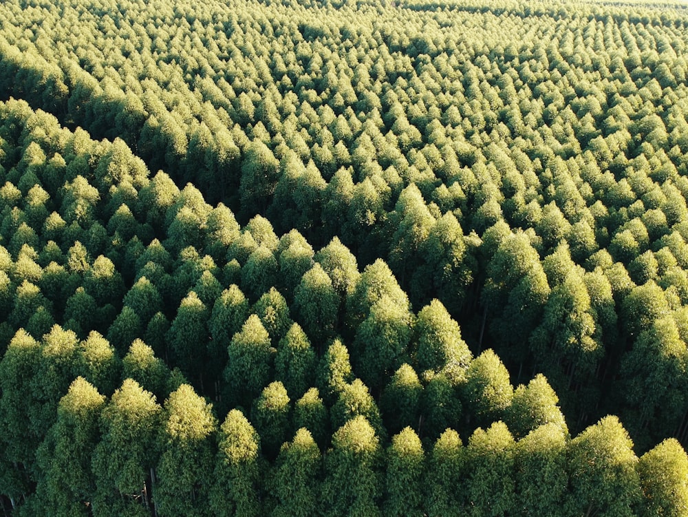 arbres verts sur un champ d’herbe verte pendant la journée