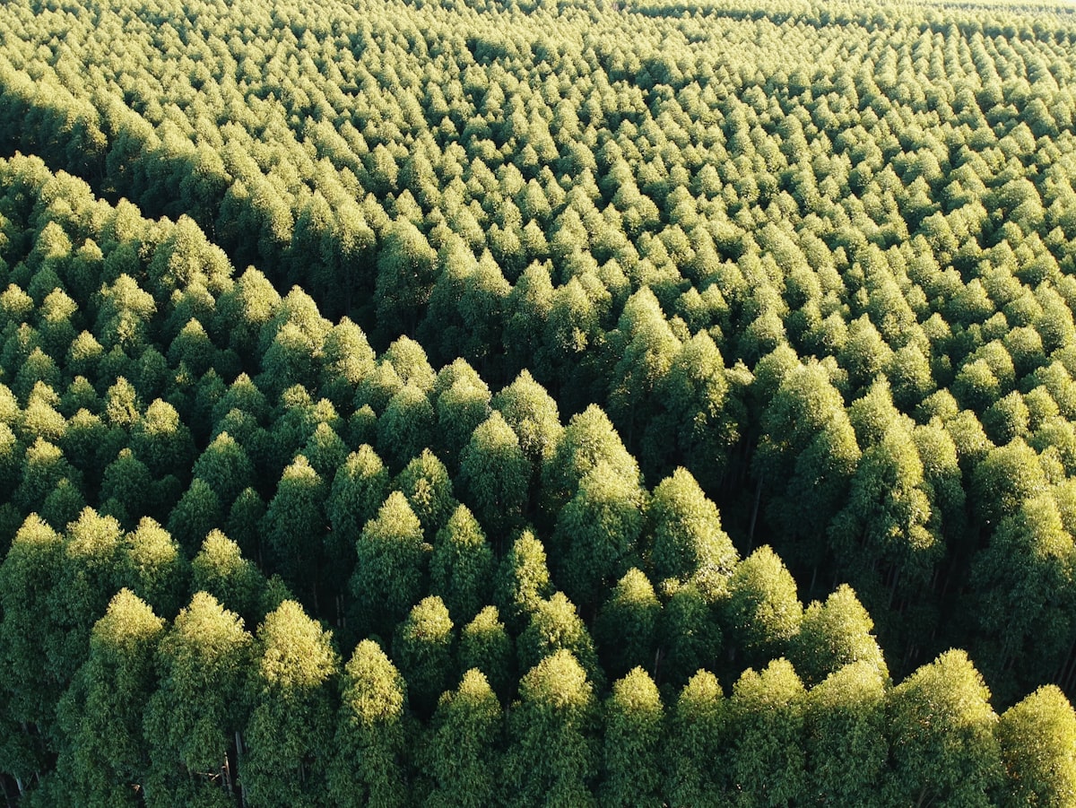 Rows of green, lush, trees