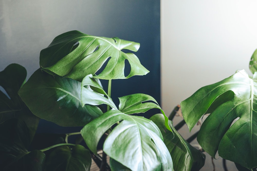 green leaves near white wall