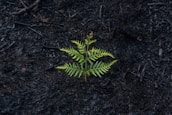 green fern plant on ground