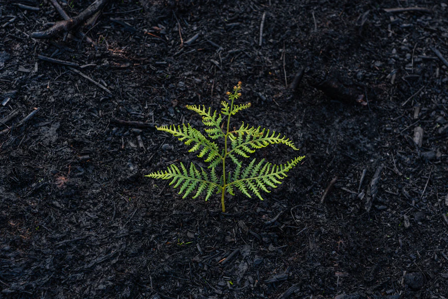 Fresh green fern, symbolizing natural, grounded healing