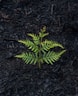 green fern plant on ground