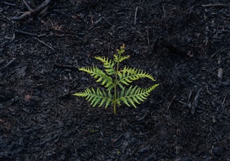 green fern plant on ground