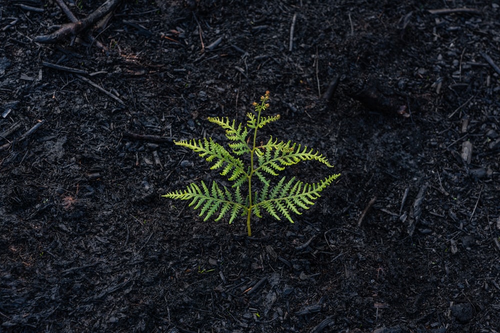 planta de samambaia verde no solo