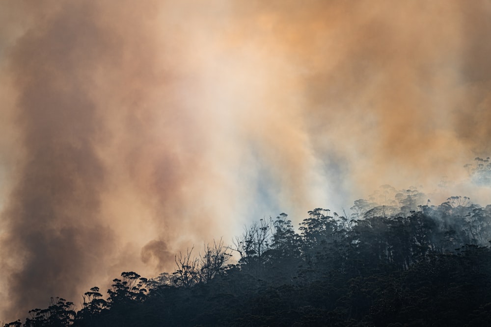 árboles verdes bajo nubes blancas