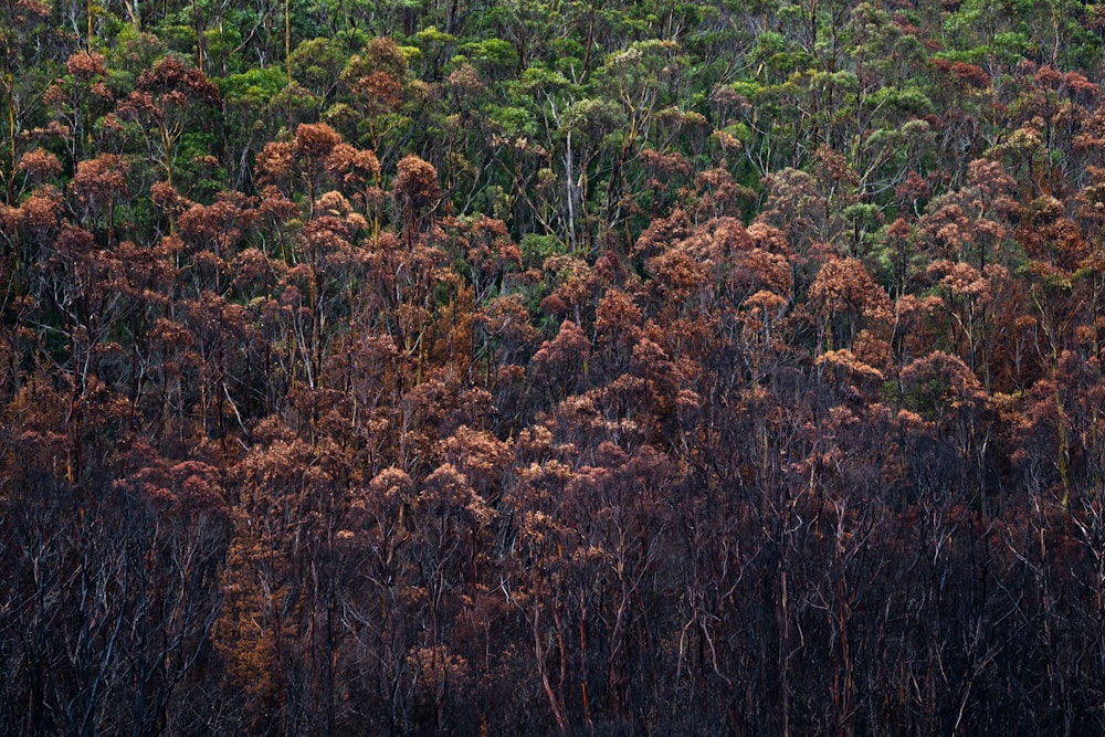 brown and green trees during daytime