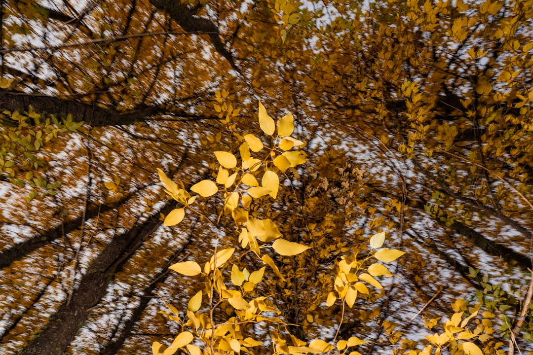 yellow leaves on brown tree branch during daytime