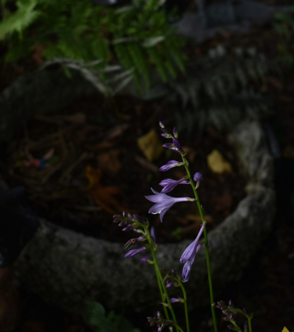 purple flower in tilt shift lens