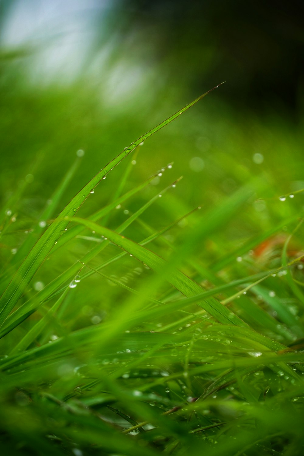 water dew on green grass