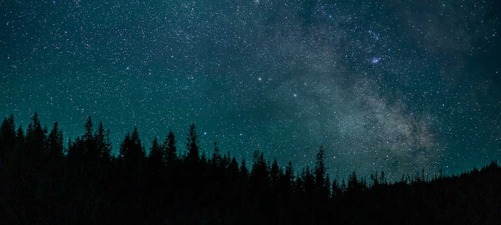 green trees under blue sky during night time