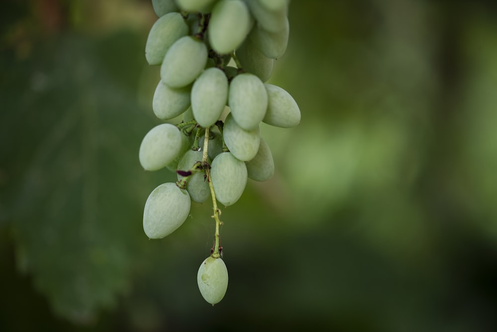 green round fruit in close up photography